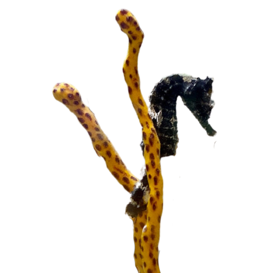 Tank Raised Seahorse 2 Pack (juvenile-not sexed)