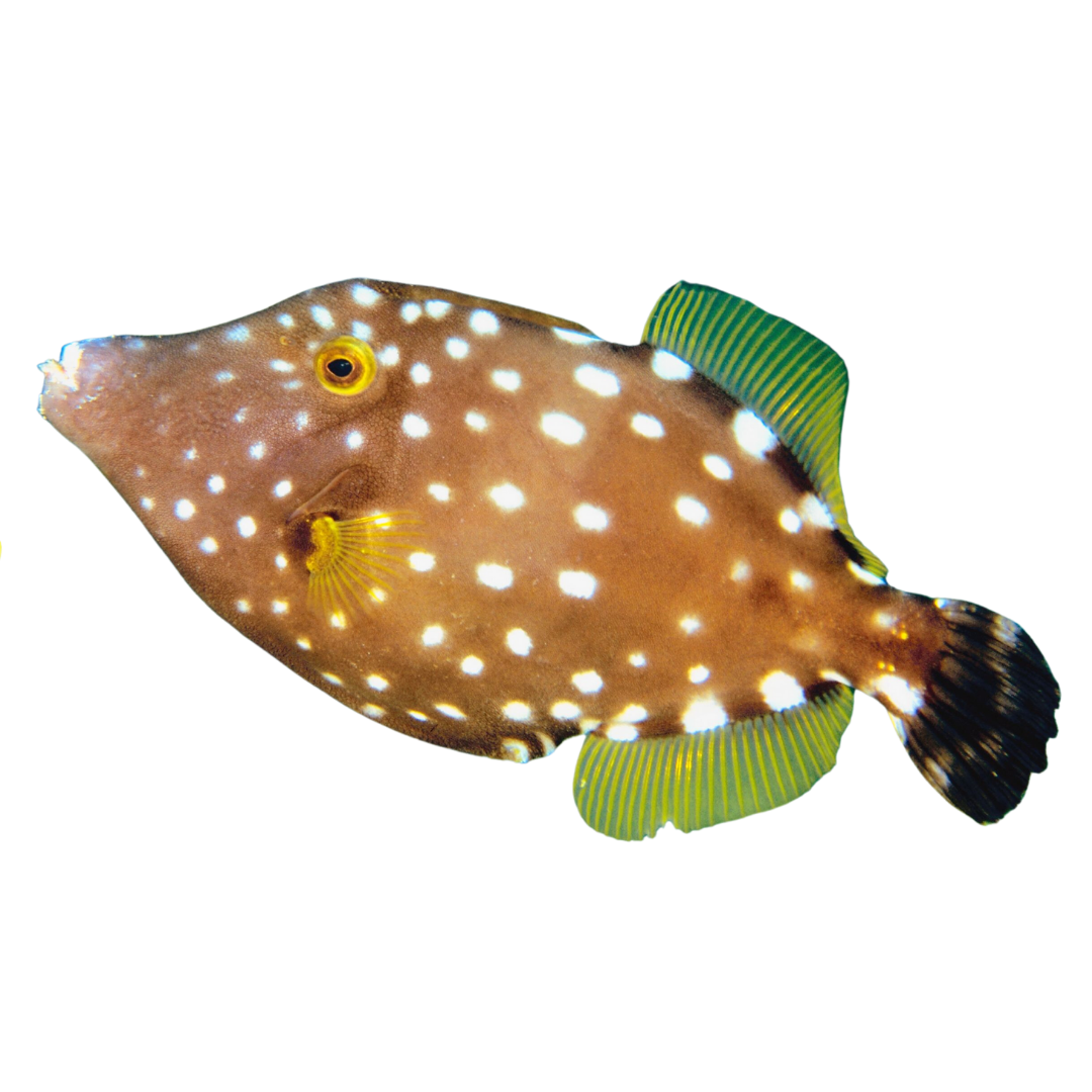 Small Filefish Filefish For Sale – Foxy Saltwater Tropicals
