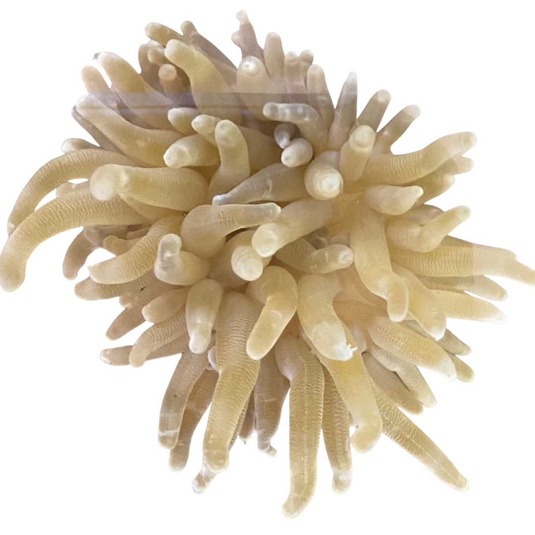 Haitian White Tip Condylactis Anemone