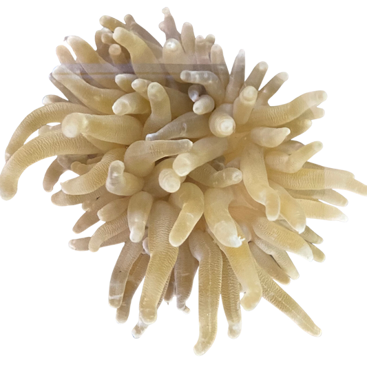 Haitian White Tip Condylactis Anemone