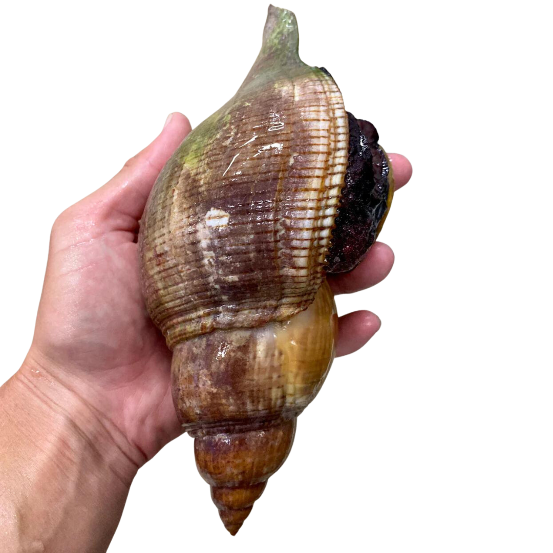 Tulip Snail (XL)