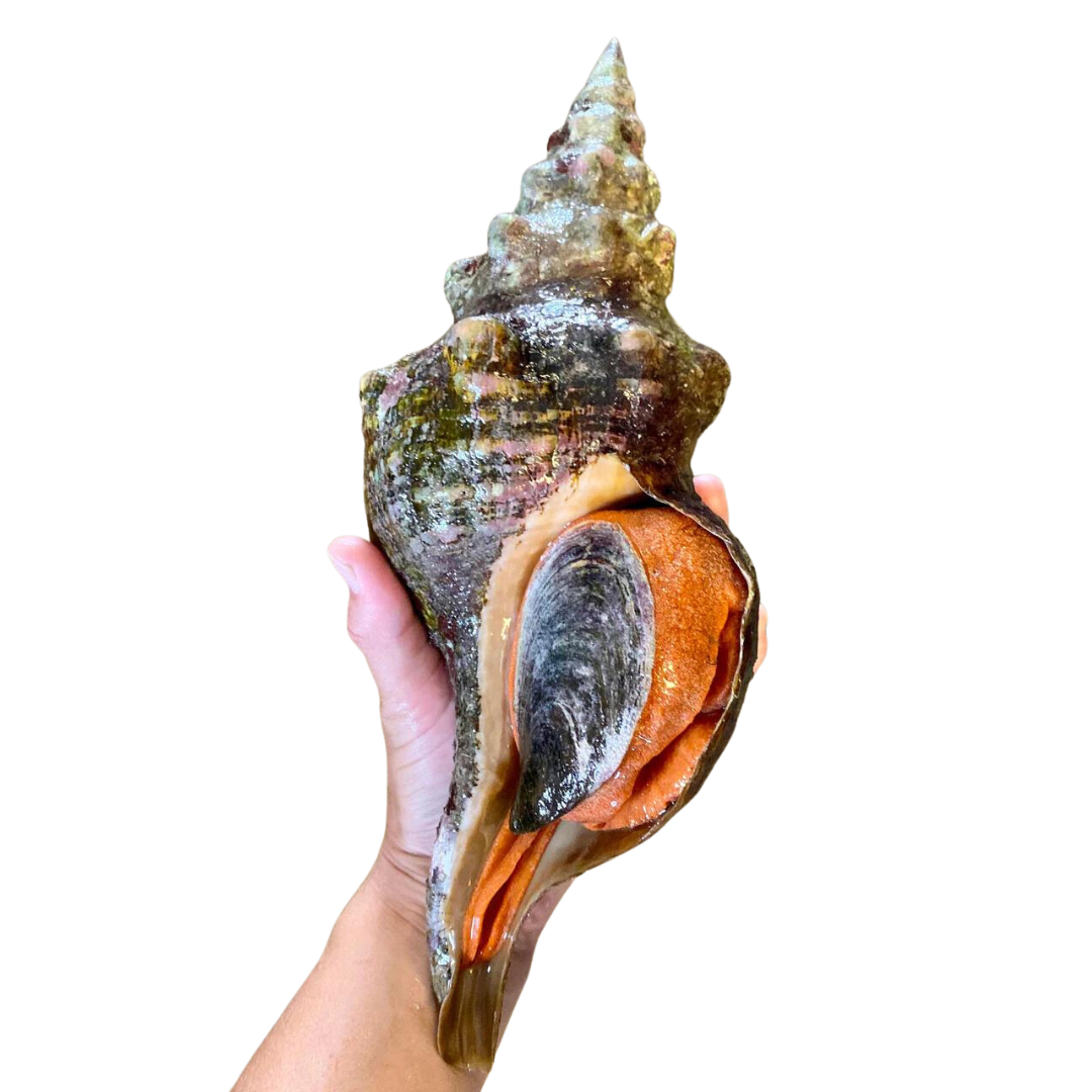 XXL Horse Conch Snail