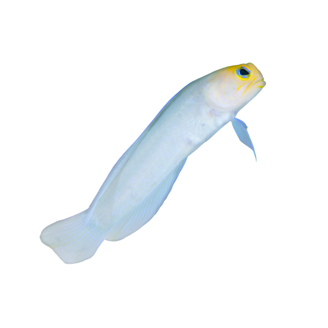 Buy Yellowhead (Pearly) Jawfish