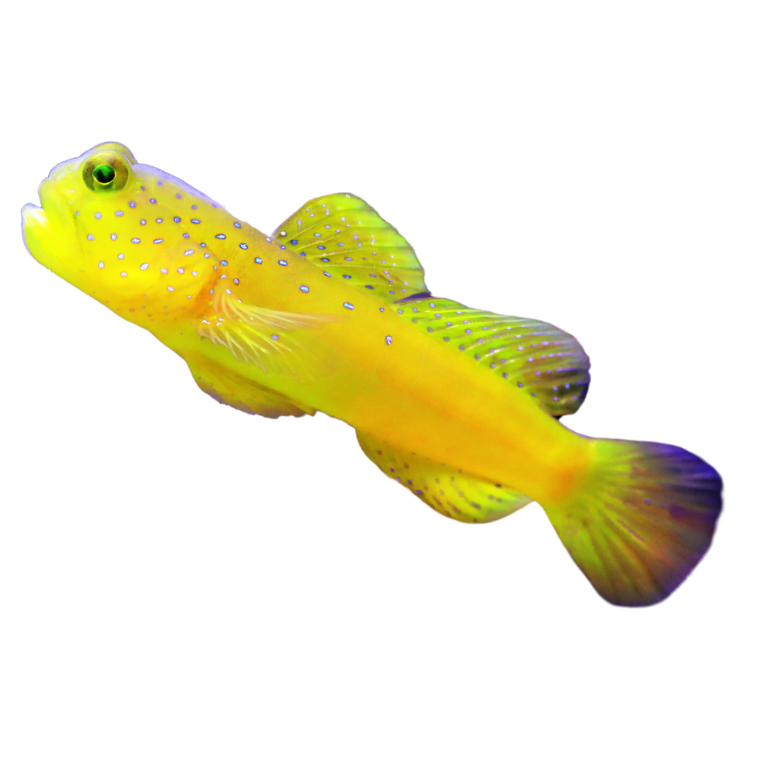Gobie Fish For Sale – Foxy Saltwater Tropicals