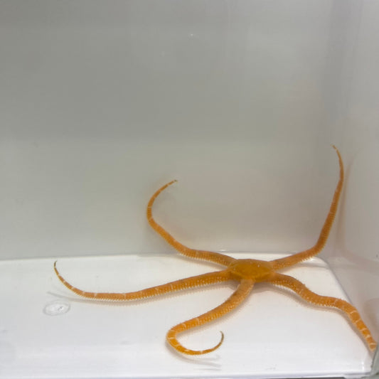 Slimy Orange Serpent Starfish