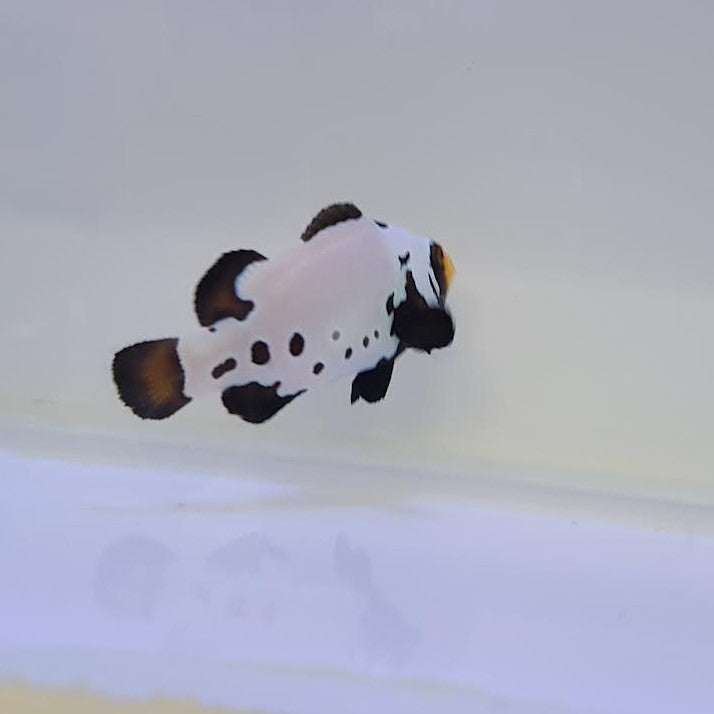Tank Raised Black Frostbite Clownfish (small/medium)