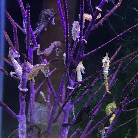Dwarf Seahorse Super 10 pack of seahorses for sale