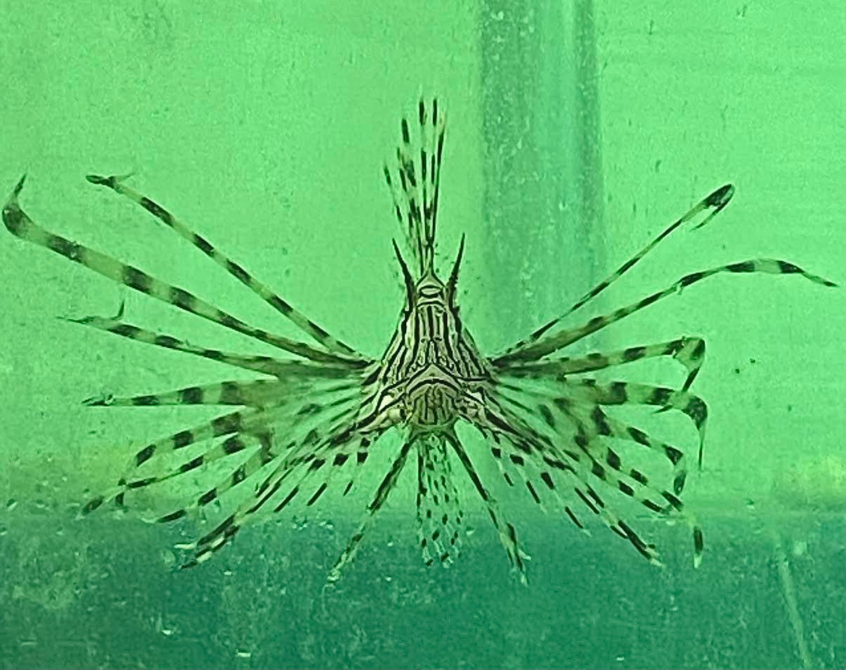 Atlantic Volitan Lion Fish Large 5-8 inches