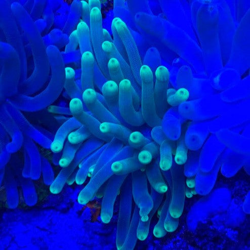 Buy Haitian Green Tip Condylactis Anemone