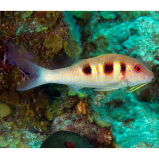 Atlantic Goatfish (1-3 inches)
