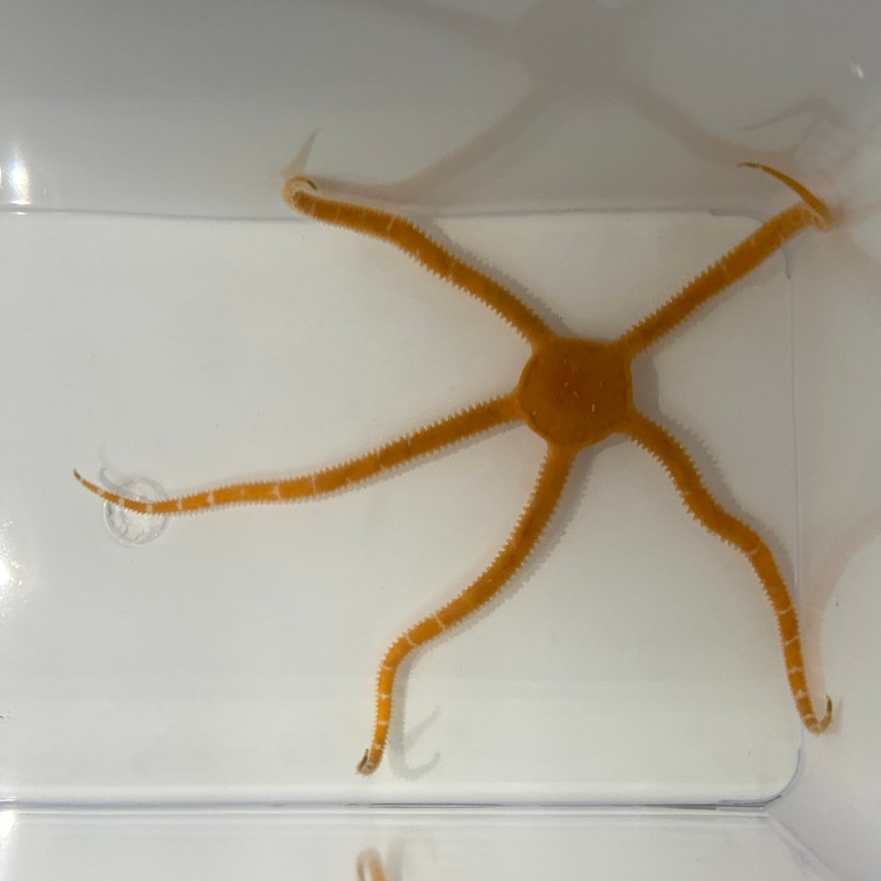 Get Slimy Orange Serpent Starfish