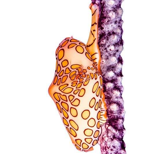 Flamingo Tongue Snails