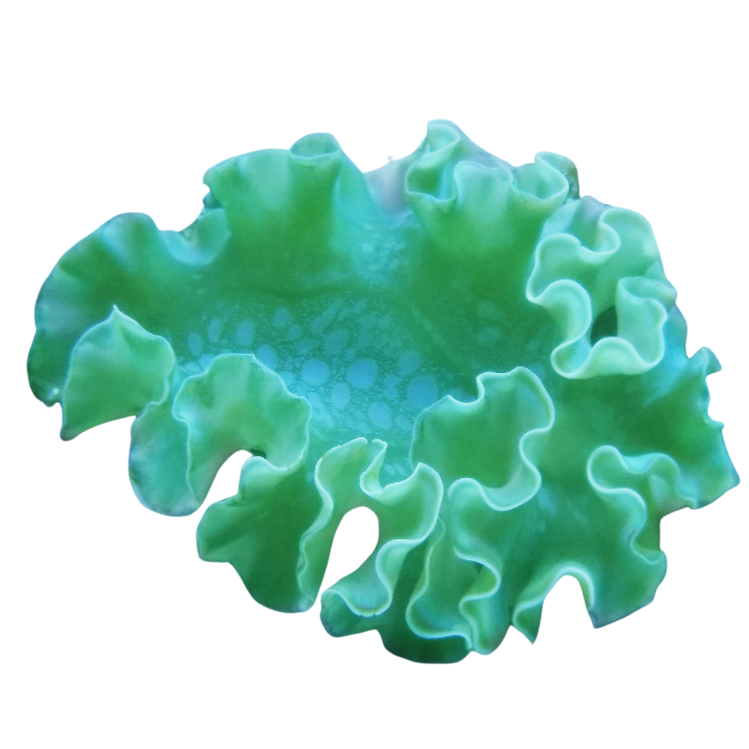 Shop Lettuce Nudibranch
