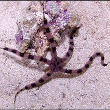Serpent Starfish on Sale