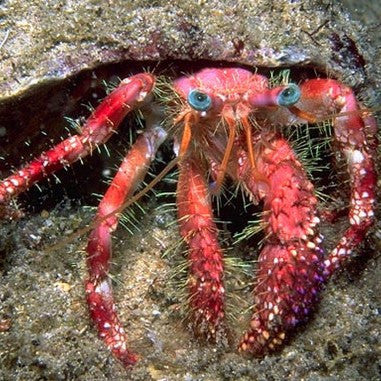 Giant Hermit Crab (medium 1-2.5 inches)