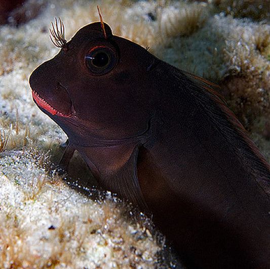 Red Lip Blenny