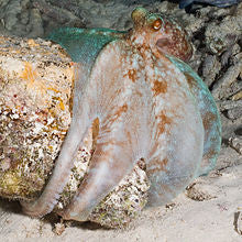Atlantic Long Arm Octopus (Large)