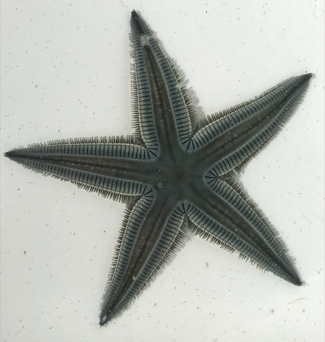 Saltwater Starfish for Sale | Live Starfish | Foxy Saltwater Tropicals