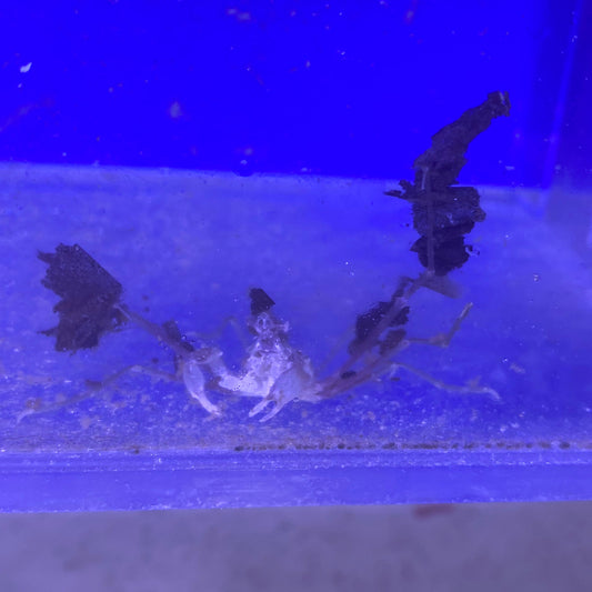 Decorator Arrow Crab