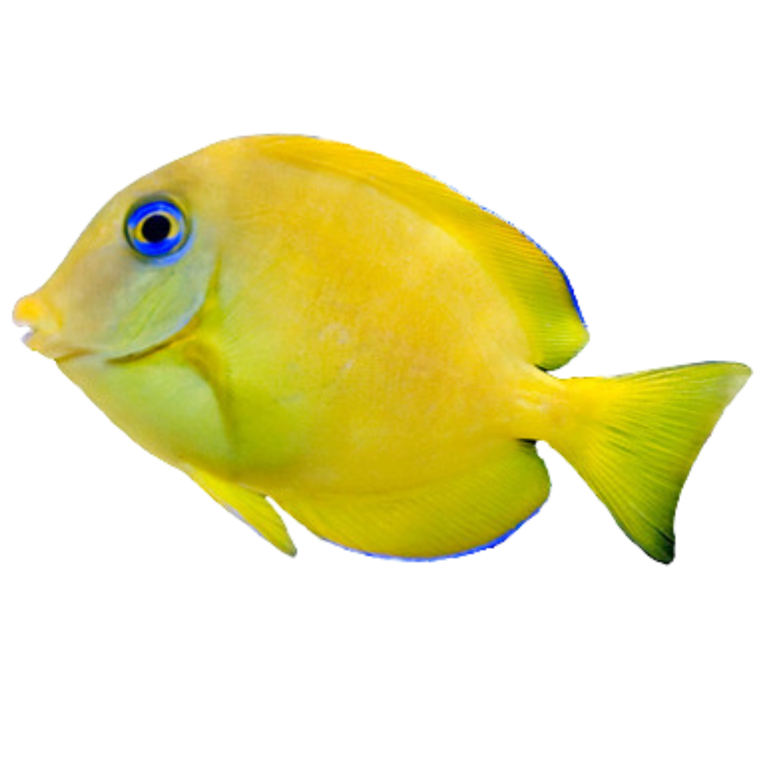 Atlantic Blue Tang (Small) juvenile 1-2.5 inch