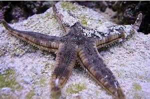 Florida Sand Sifting Starfish