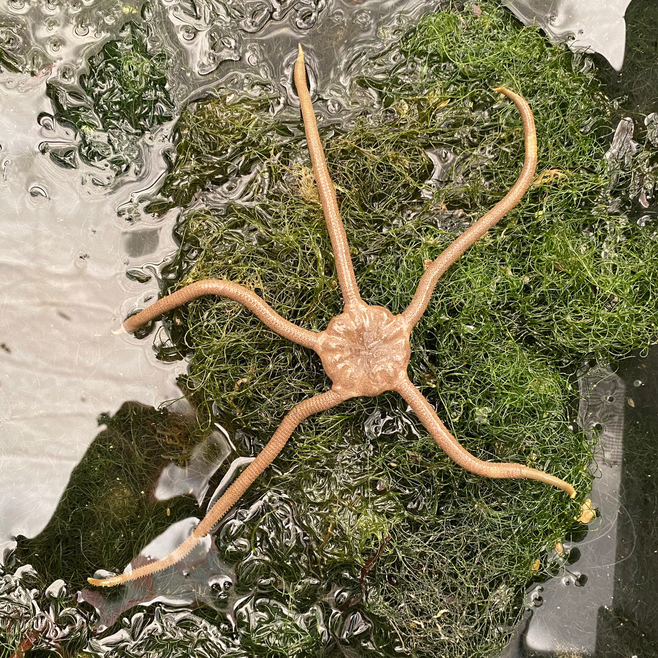 "Green" Serpent Starfish (3-8 inches)