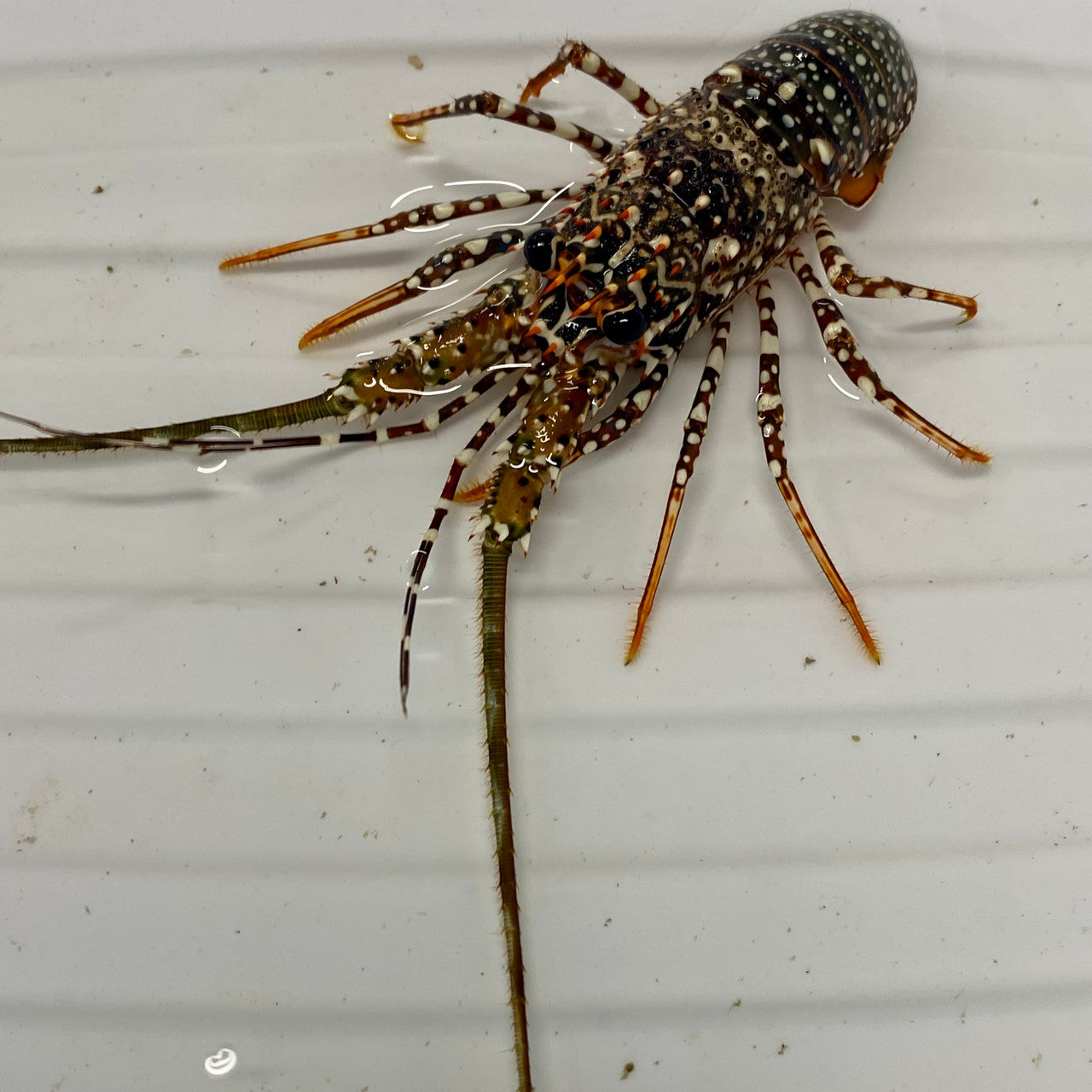 Spotted Spanish Lobster (medium 3-5 inches)