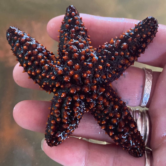 Starfish For Sale – Foxy Saltwater Tropicals