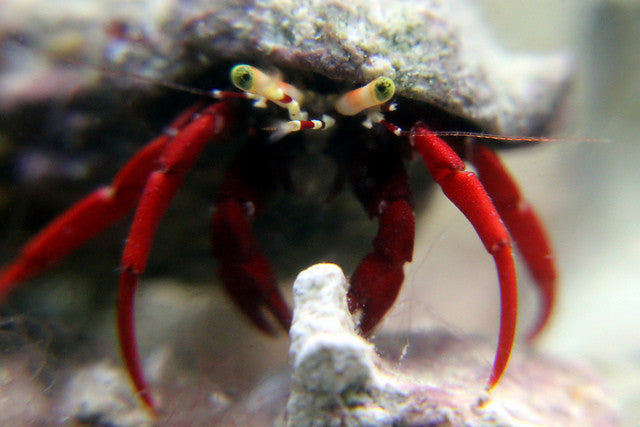 Scarlet Hermit Crab (5 pack)