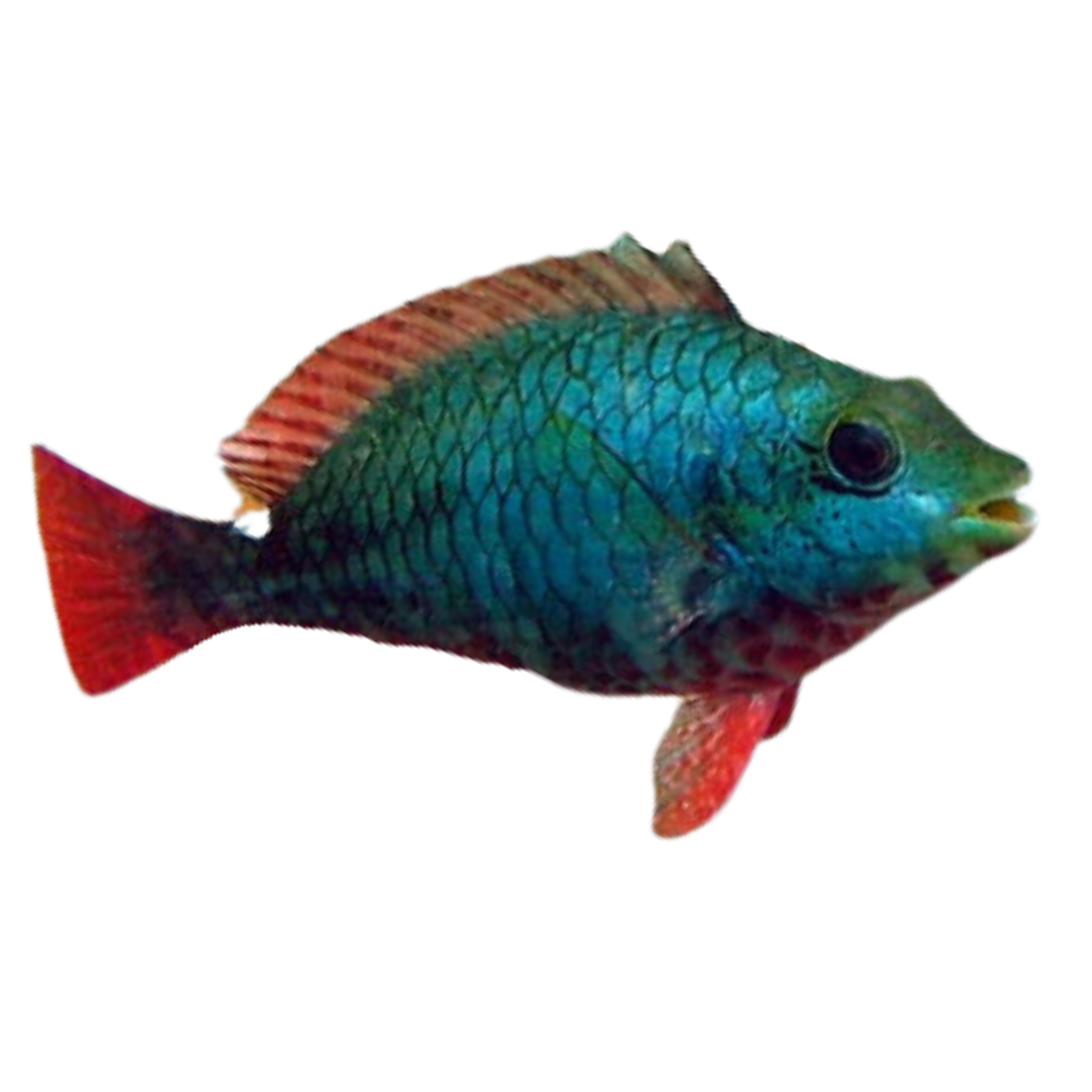 Red Banded Parrotfish (XL 8-10")