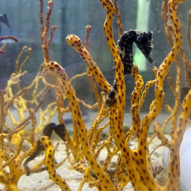 Tank Raised Seahorse 2 Pack (juvenile-not sexed)