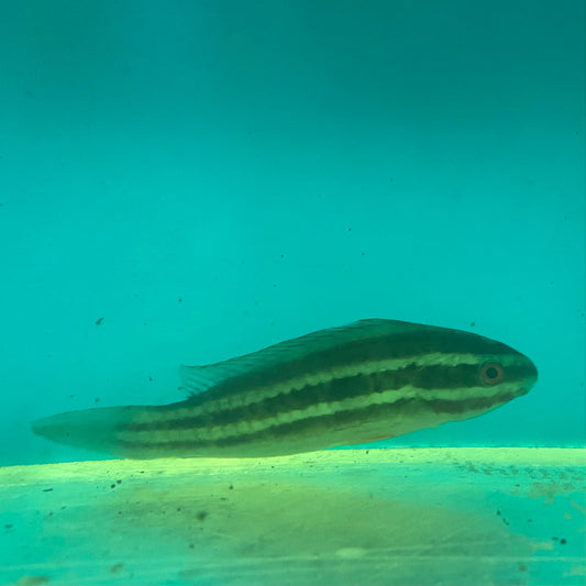 Buy Lined Parrotfish