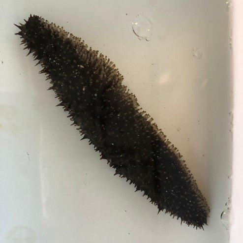 Buy Donkey Dung Sea Cucumber