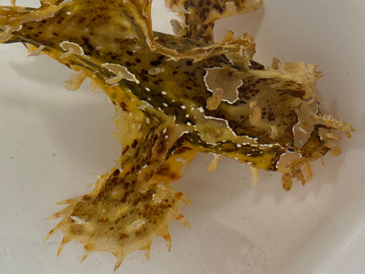 Sargassum Angler (medium 3-5")
