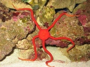 Red Serpent Starfish (5-8 inches)
