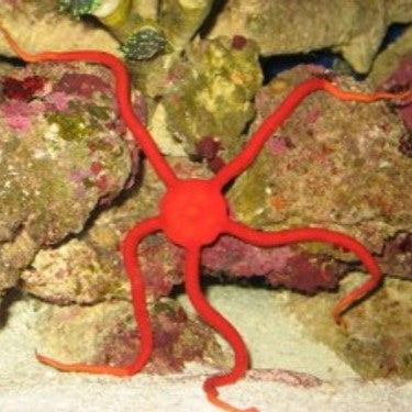 Red Serpent Starfish (5-8 inches)