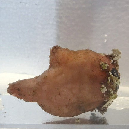 Buy Light Pink Sea Squirt