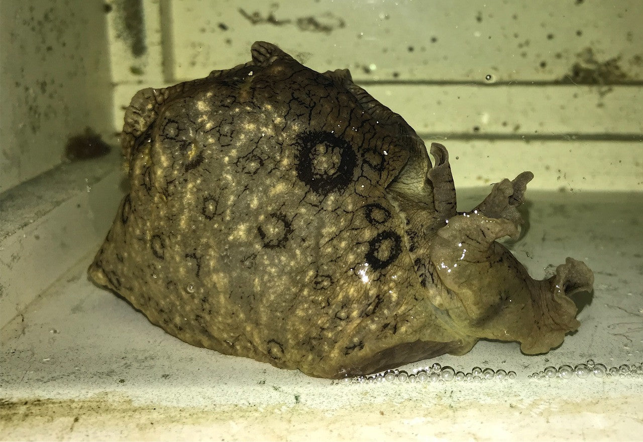 Buy Sea Hare