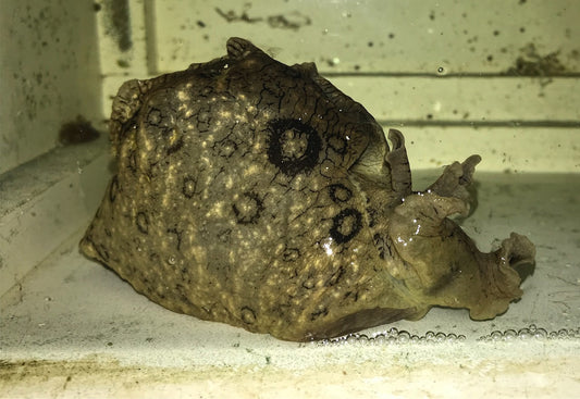 Buy Sea Hare
