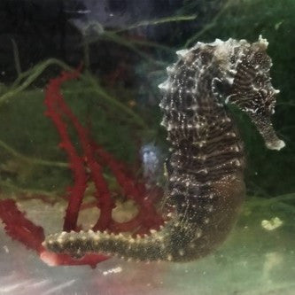 Lined Seahorse Pair- The Male is Pregnant