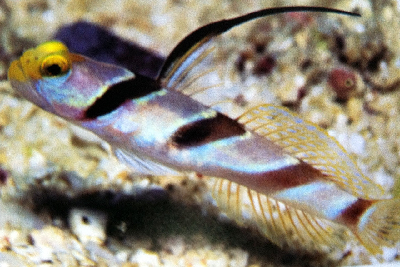 Blackray Shrimp Goby