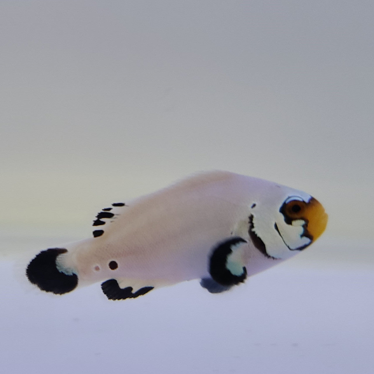 Tank Raised Black Frostbite Clownfish (small/medium)