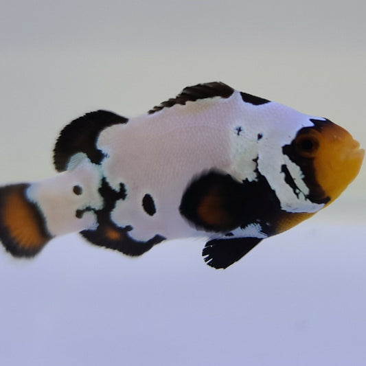 Tank Raised Black Snowflake Clownfish (small)