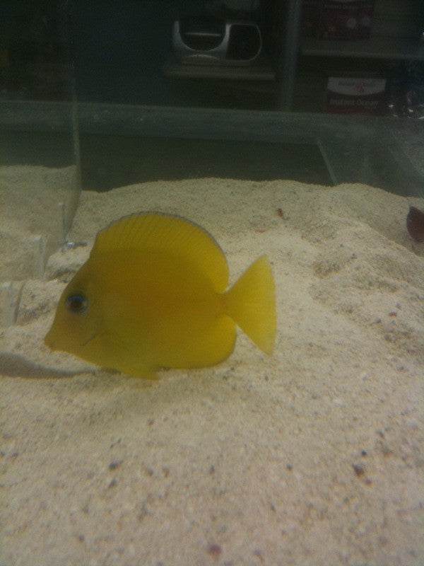Atlantic Blue Tang (Small) juvenile 1-2.5 inch