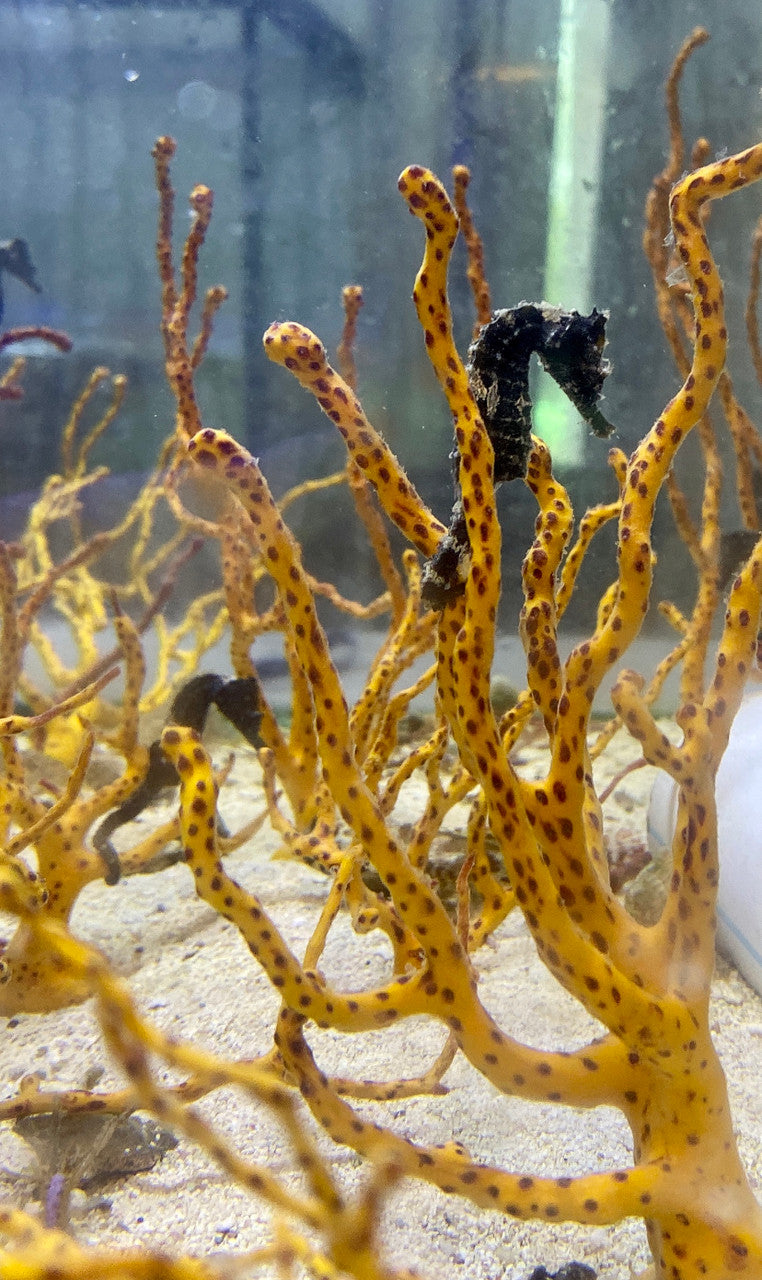 Tank Raised Seahorse 2 Pack (juvenile-not sexed)