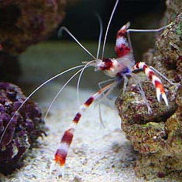 Banded Coral Shrimp