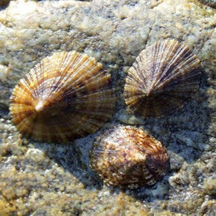 Buy Keyhole Limpet
