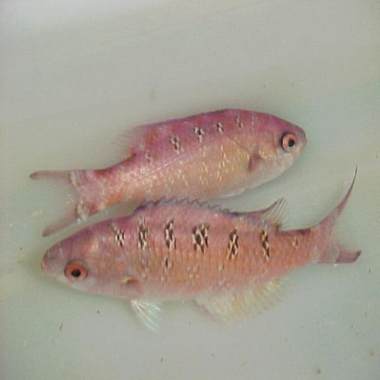 Creole Wrasse (Small)