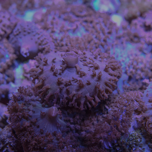 Buy St. Thomas Mushroom