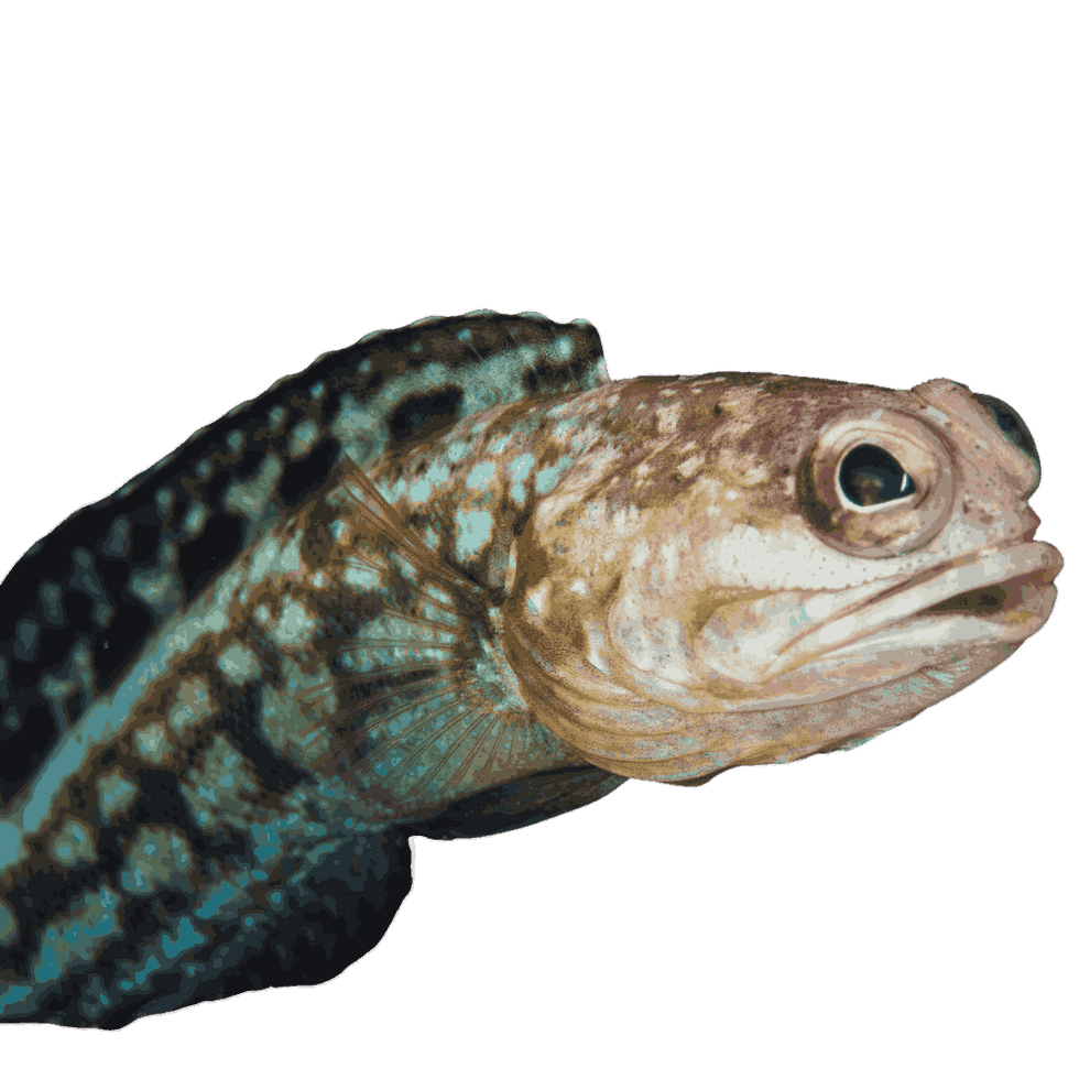 Dusky Jawfish – Foxy Saltwater Tropicals